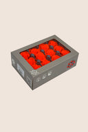 Rose Mini - Box 12 heads