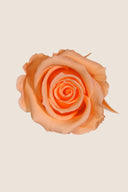 Rose Mini Bulk - Pack 288 u.