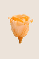 Rose Mini Bulk - Pack 288 u.