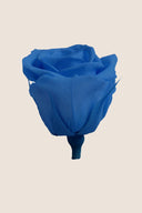 Rose Mini Bulk - Pack 288 u.