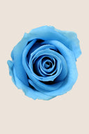 Rose Mini Bulk - Pack 288 u.