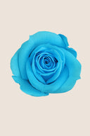 Rose Mini Bulk - Pack 288 u.