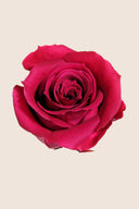 Rose Mini Bulk - Pack 288 u.