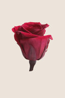 Rose Mini Bulk - Pack 288 u.