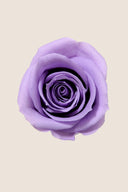 Rose Mini Bulk - Pack 288 u.