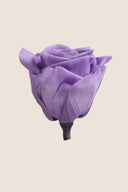 Rose Mini Bulk - Pack 288 u.