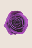 Rose Mini Bulk - Pack 288 u.