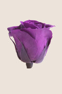Rose Mini Bulk - Pack 288 u.