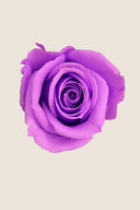 Rose Mini Bulk - Pack 288 u.