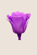 Rose Mini Bulk - Pack 288 u.
