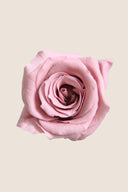 Rose Princess - Box 16 heads
