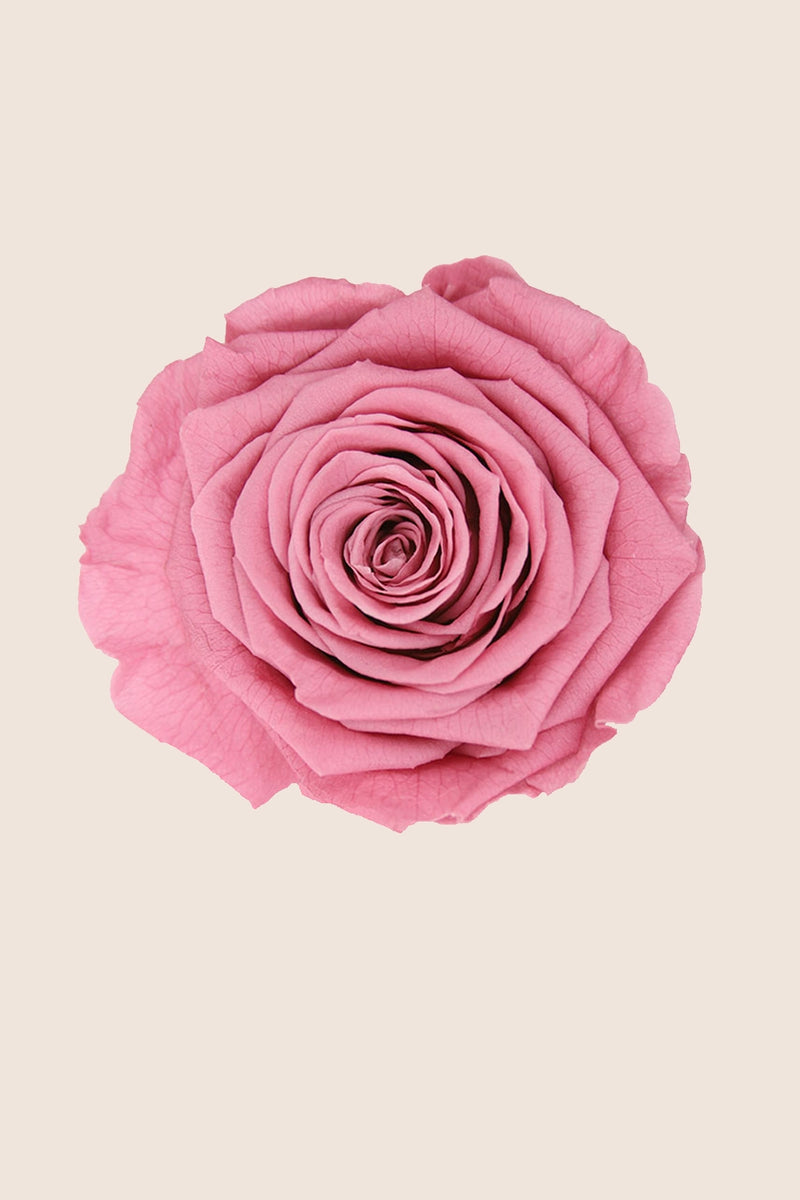 Rose Queen Bulk - Pack 120 u.