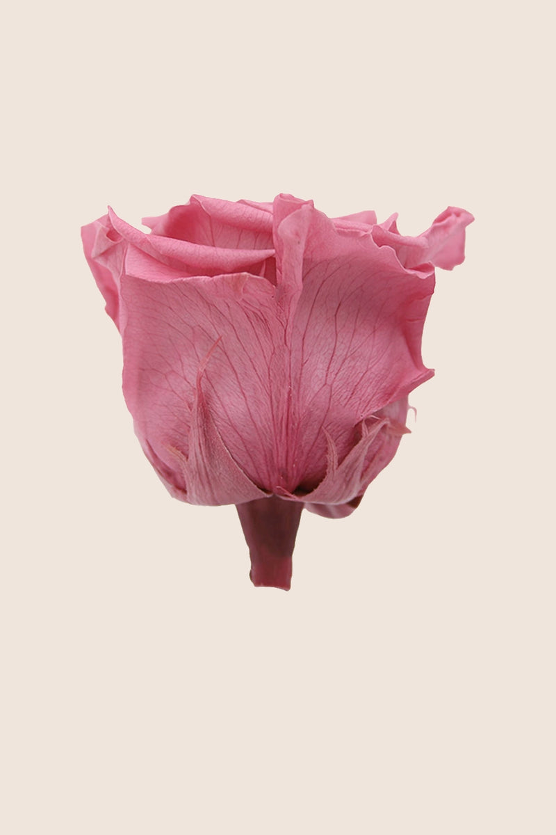 Rose Queen Bulk - Pack 120 u.