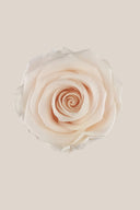 Amorosa Premium Bulk Stem Rose - Pack 12 u.