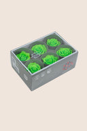 Rose Standard - Box 6 heads
