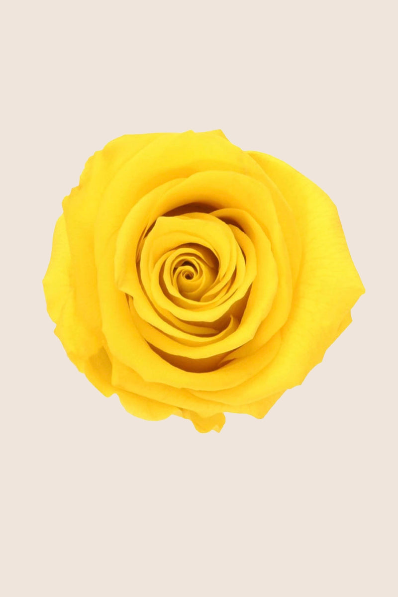 Rose Standard Bulk - Pack 144 u.