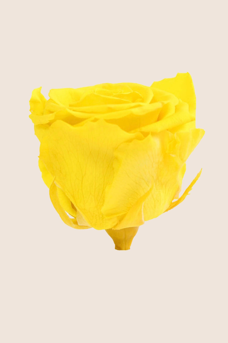Rose Standard Bulk - Pack 144 u.