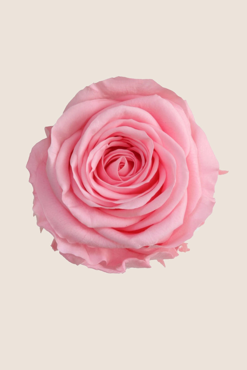 Rose Standard Bulk - Pack 195 u.