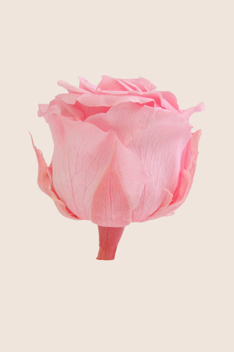 Rose Standard Bulk - Pack 195 u.