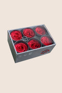 Rose Standard - Box 6 heads