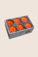 Rose Standard - Box 6 heads