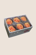 Rose Standard - Box 6 heads