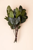 Salal