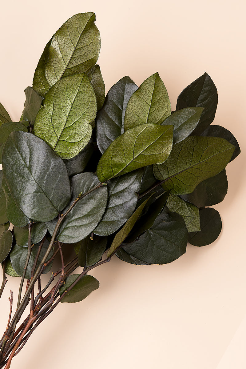 Salal Bulk - Pack 4.4 Lb.