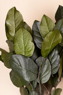 Salal