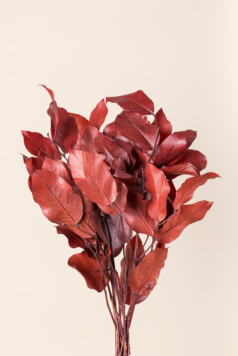 Salal