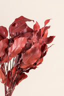 Salal