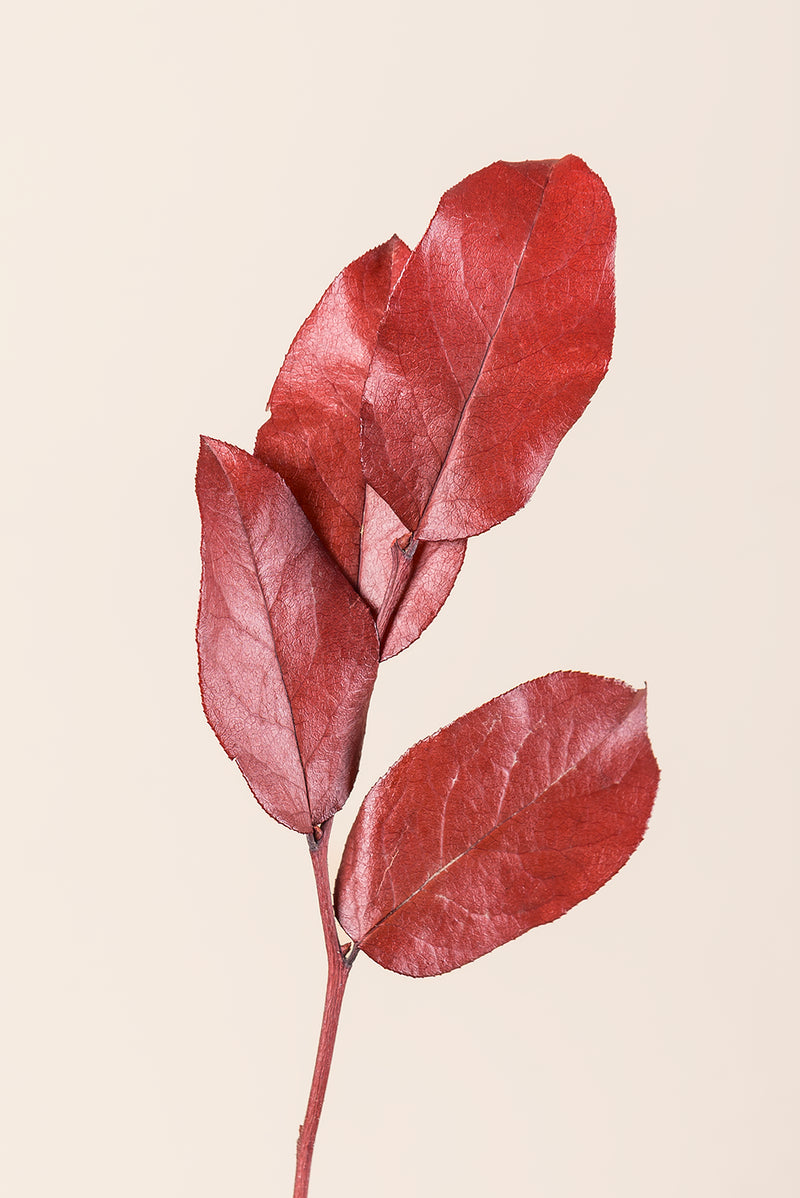 Salal