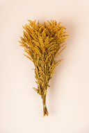 Solidago