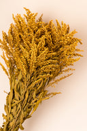 Solidago
