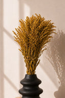 Solidago