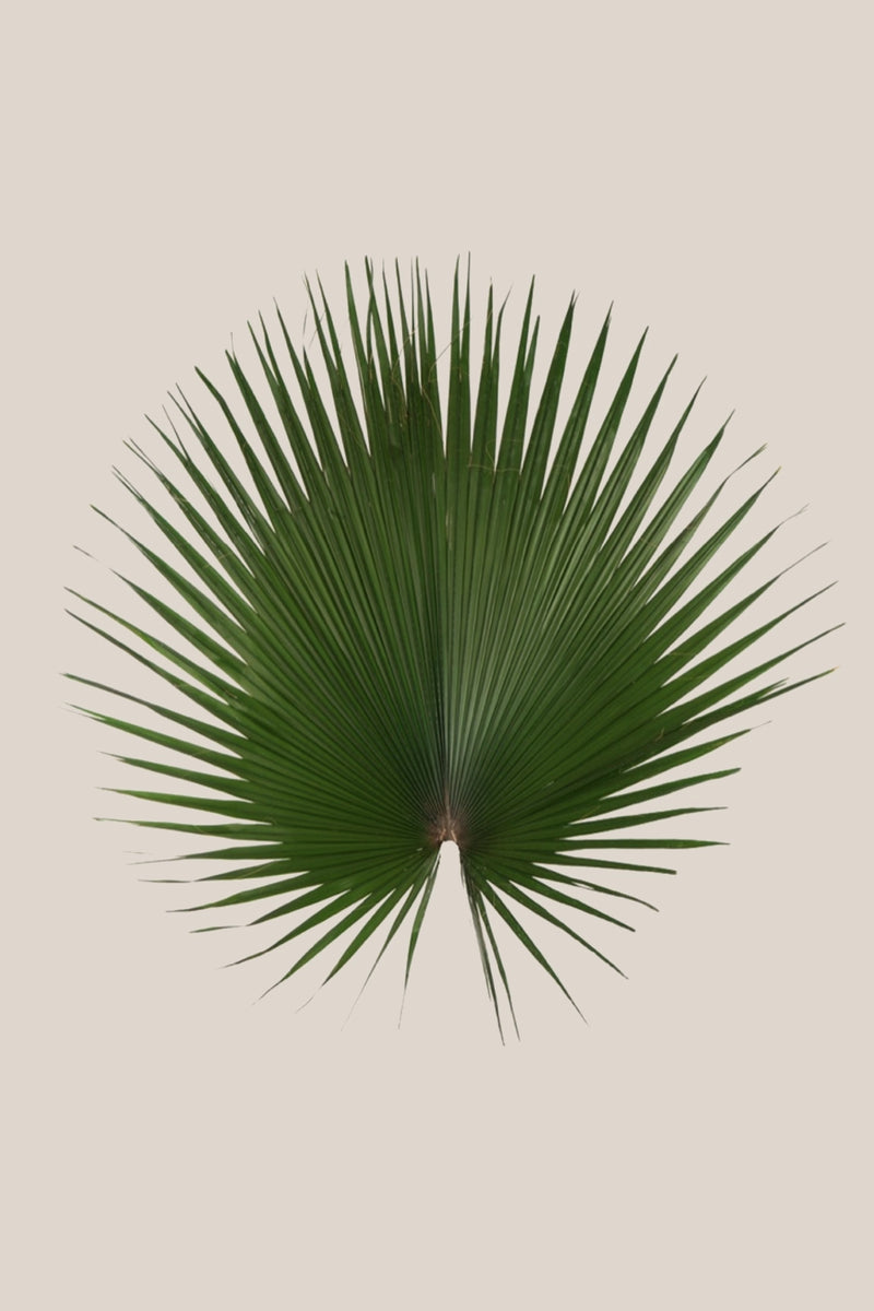 Washingtonia