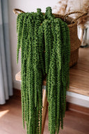 Amaranthus