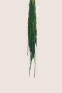 Amaranthus