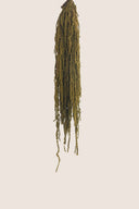 Amaranthus