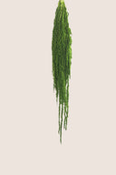 Amaranthus