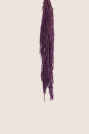 Amaranthus