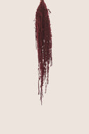 Amaranthus