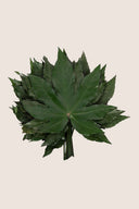 Aralia - Pack 20 bags