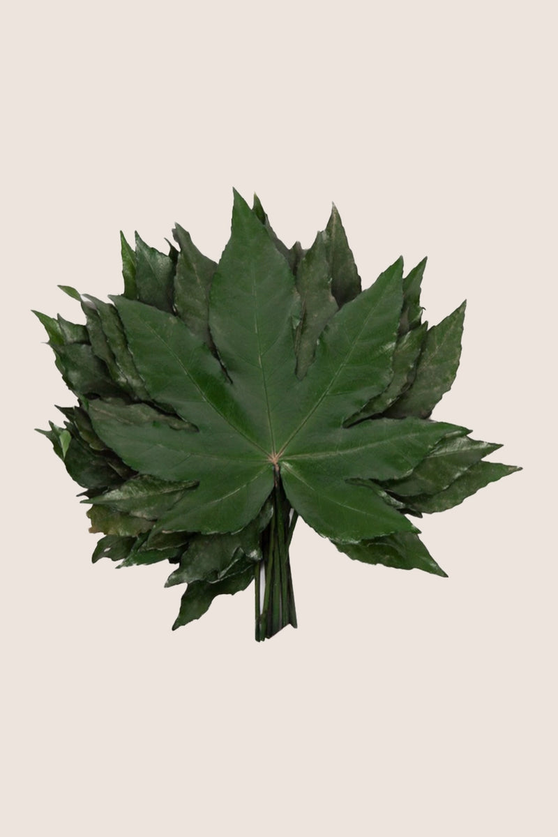 Aralia - Pack 20 bags