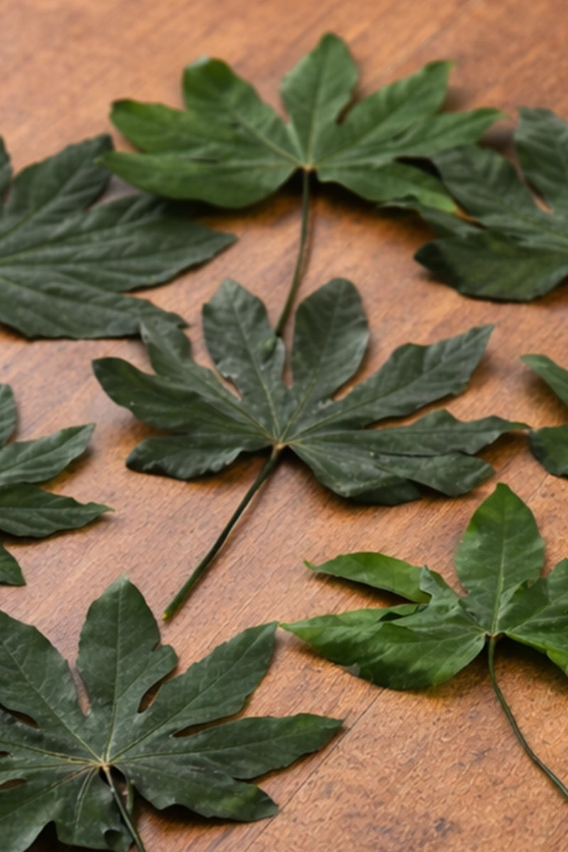 Aralia - Pack 20 bags