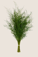 Asparagus