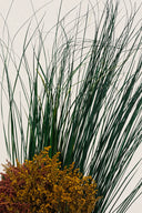 Bear Grass