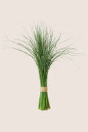 Bear Grass
