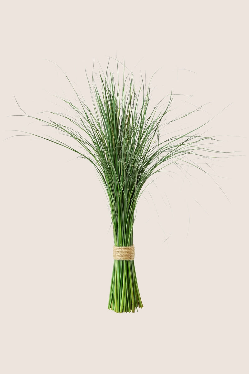 Bear Grass