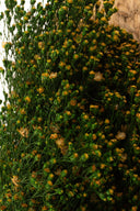 Broom